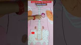 ScienceBiology Project Human Anatomy TLM Students ytshorts shorts shortsfeed viralvideo [upl. by Annadal]