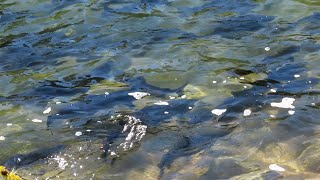 Salmon run in Michigans Platte River [upl. by Ben]