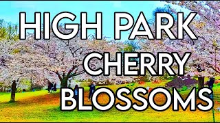 Experience Natures Beauty  Cherry Blossoms at High Park Toronto  Your Virtual tour [upl. by Penelope]