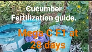 Cucumber Fertilization guide at 28 day old Mega C F1 [upl. by Nyliac742]