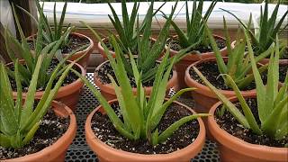 Save the Aloe Pups How to Propagate Aloe Vera [upl. by Andromede952]