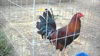 GALLOS DE PELEA EN MATIAS ROMEROmp4 [upl. by Sosanna]