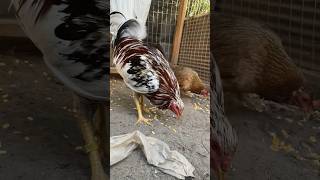 Whitehackle roostersandhens chickenbreeds chicken roosters chickentypes birds pets animals [upl. by Evelin98]