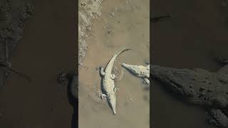 American Crocodiles at Crocodile Bridge Costa Rica [upl. by Ayikan169]