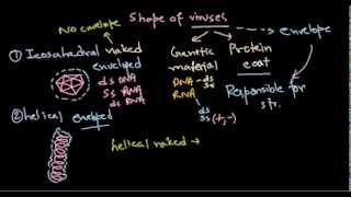 4 Virus shape and structure [upl. by Bernette]