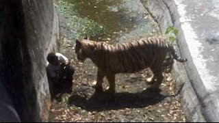 Rare Footage Tiger Hunting with Recurve Bow From The Fred Bear Archive [upl. by Camroc]