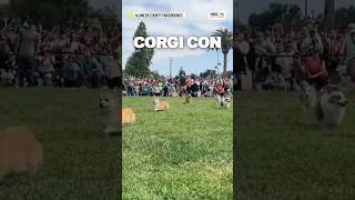 Corgi Con draws large crowd in Pleasanton • BayArea [upl. by Cerellia]