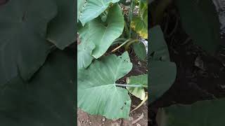 Xanthosoma sagittifolium  tannia અળવી organic nature shorts [upl. by Otnas349]