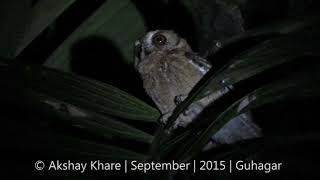 Indian Scops Owl Calling [upl. by Rusel]