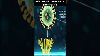 🔬 Inhibición Viral con Bromelina🌿 [upl. by Nitaf]