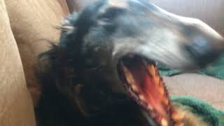 Bandit talks and sings Borzoi howling [upl. by Gertrud90]