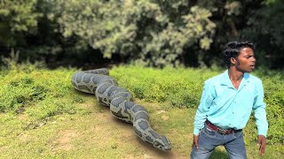 Giant Burmese Python Snake Bite Boy Leg [upl. by Yoo]