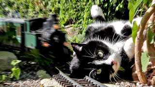 Katze vs Gartenbahn IV [upl. by Onateyac]