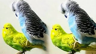 No budgie can resist this sound  budgie mating call sound [upl. by Agni861]