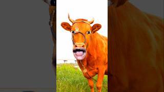 Morubhumi cow 🐄 CowVideo BuffaloVideo CowSounds BuffaloSoundsBuffaloShorts [upl. by Bixby]