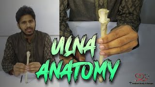 Ulna anatomy in bangla  Parts attachment ossification joints [upl. by Remos]