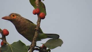 shriwardhan birding brown headed barbet कुटूरगा Megalaima zeylanica [upl. by Illehs74]