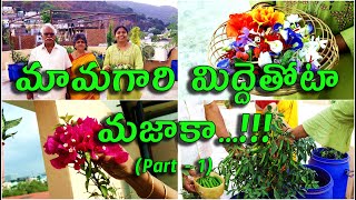 మామగారి మిద్దెతోటా మజాకా Miracles in Father in Laws Terrace Garden  TTH  The Telugu Housewife [upl. by Hephzipa]