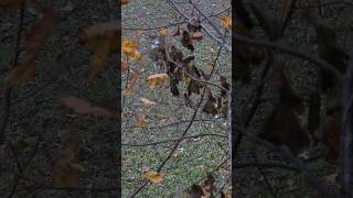 Grunting in a BUCK to 10 Yards hunting deer deerhunting archery outdoors [upl. by Kippar]