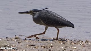 A Striated Heron Fishing on The Beach Koh Chang Thailand [upl. by Leorsiy]