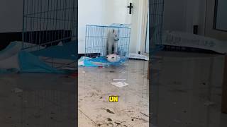 Le coupable du chaos dans la maison shorts short shortvideo chien [upl. by Llecrup]