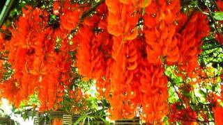 พวงโกเมน Mucuna bennettii F Muell the Orange Flower [upl. by Azyl]