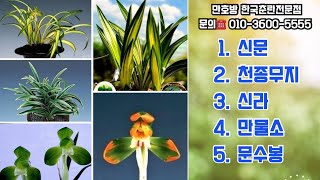 ❤️건강한 종자목신문천종무지신라만불소문수봉만호방난초치료 춘란 난초경매 난초 난전시회난초관리법 난초병충해방제법 반려식물 난배양방법 [upl. by Airottiv889]