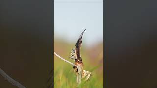 Northern Harrier Crash Landing [upl. by Salene]