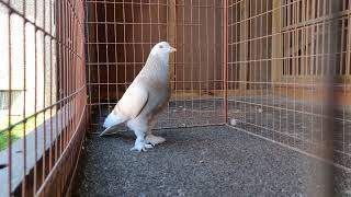 West Of England Tumbler Pigeons  Bradford  West Yorkshire  UK [upl. by Ettenil]