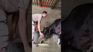 IV procedure in jugular vein in a Holstein cow by Mathur Mondal [upl. by Falcone954]