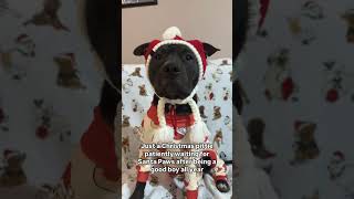 Hurry up Santa Paws🥹 christmas santapaws santa pitbulls dogs december cutedogs [upl. by Nnaeoj35]