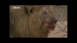 Documental de Leones  National Geographic Documentales  EL REY DE LA MANADA [upl. by Pazit]