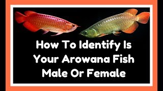 Can A Male And Female Betta Live Together Heres How [upl. by Dann]