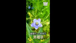 奇花異草｜黑種草｜Black Cumin Seed｜Nigella damascena Linn [upl. by Zins]