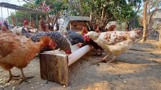 Comedero económico para gallinas con PVC paso a paso DIY [upl. by Meekahs374]