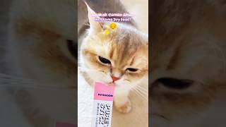 Oh ini perbedaan wet food amp dry food 😋skincare kucing cat kucinglucu RN319 [upl. by Cornelia]