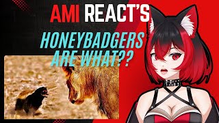 Ami Reacts Honeybadgers Dont Fear God or Lions A Casual Geographic React [upl. by Korman937]