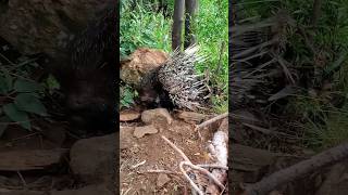 Facts About Porcupine in Hindi  shorts facts porcupine youtubeshorts foryou [upl. by Arriaes]