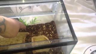 Rehousing my Scolopendra hardwickei [upl. by Ayot]