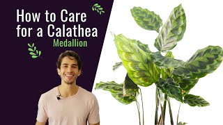 How to Care for a Calathea Medallion [upl. by Irby]