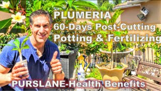 PLUMERIA 60Days PostCutting amp Potting amp Fertilizing Tips  PURSLANEHealth Benefits [upl. by Ewald909]