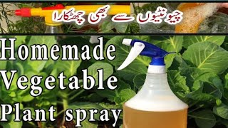 Free Natural Pesticides Spray For Plants At Home  Podon ko keron se bachayn  organic pesticides [upl. by Barnet]