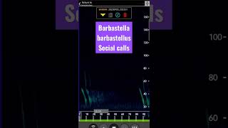 Barbastelle bats Social calls [upl. by Tybald511]