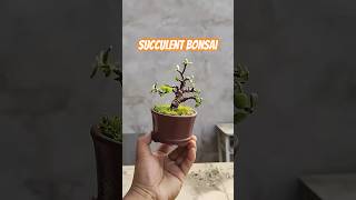 Succulent Shaping SHOWDOWN Pruning vs Bonsai for Maximum Growth [upl. by Denis357]