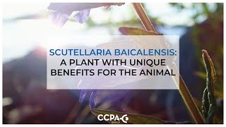 Scutellaria Baicalensis a plant with unique benefits for the animal [upl. by Bevus422]