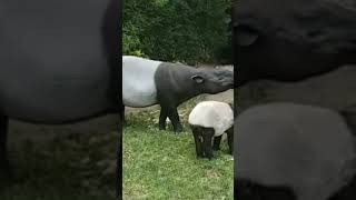 Malayan tapir Bairds tapir TapirusTapirus kabomani [upl. by Dracir]