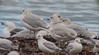 Möwen auf Helgoland Teil 1 [upl. by Agrippina892]