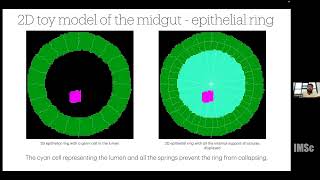 Role of intercellular adhesion in cell migration A cellular potts model perspective [upl. by Dnalro]