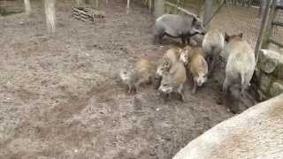 Wildschweine  was geht abim Tier  uFreizeitpark Germendorf [upl. by Hanavas]