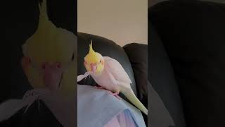 Cutest Cockatiel trending parrot [upl. by Sallee786]